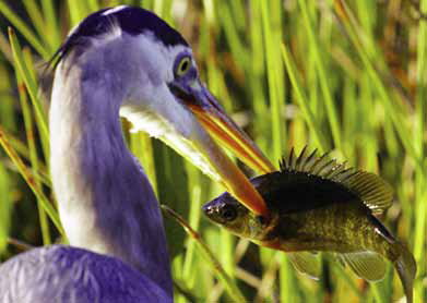 Restoring Wetlands