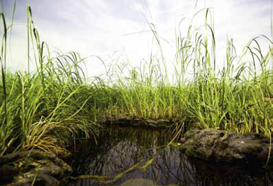 Restoring Wetlands