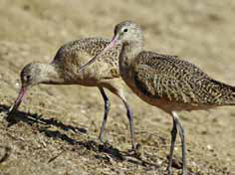 Restoring Wetlands