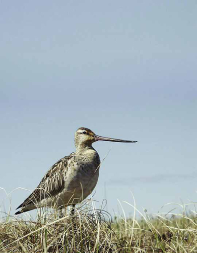 Restoring Wetlands