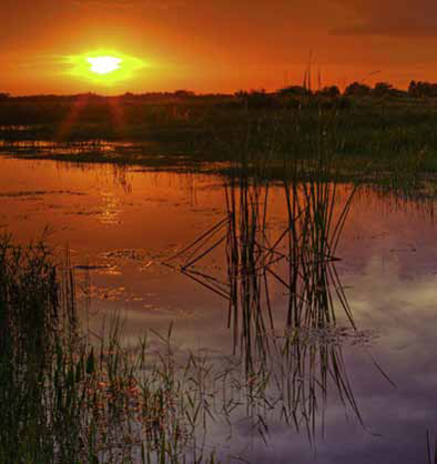 Restoring Wetlands