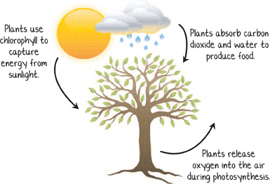 carbon dioxide cycle for kids