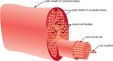 muscle cell diagram for kids