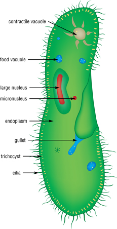 Cells