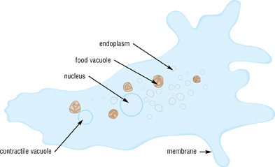 Cells