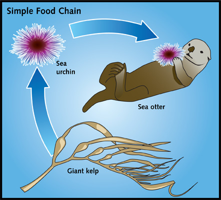 OTTERS, URCHINS, AND KELP - Bald Patches, Food Chains and Webs - Sea