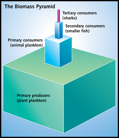 Food Chains and Webs