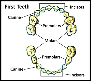 WHAT HAPPENS IN MY MOUTH? - Why Is My Tongue Important?, What Does ...