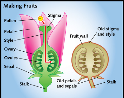 Food from the Sun