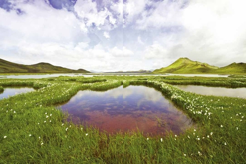 Restoring Wetlands