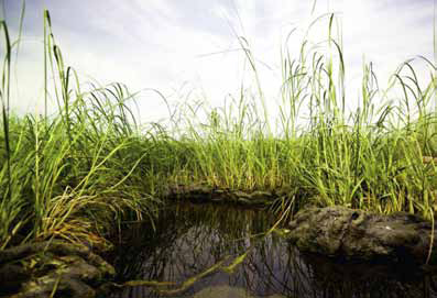 Restoring Wetlands